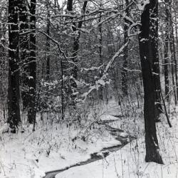 Meandering stream through East side woods in winter