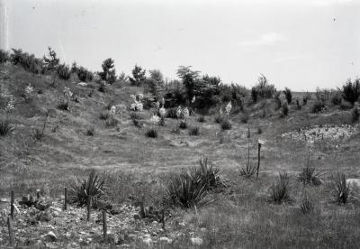 Gravel pit plantings east of Meadow Lake