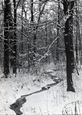 Meandering stream through East side woods in winter