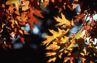Quercus (oak), fall leaves