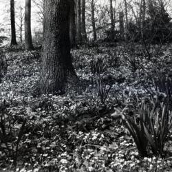 Narcissus naturalized, daffodils in wooded area