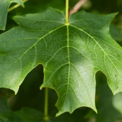 Acer saccharum ‘Morton’ (CRESCENDO™ sugar maple), leaf