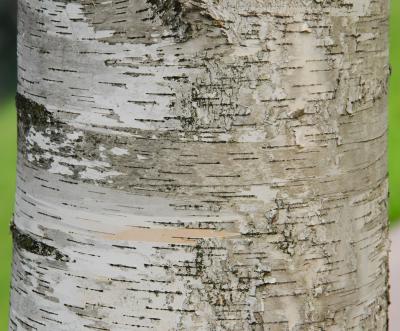 Betula papyrifera Marsh. (paper birch), close-up of bark