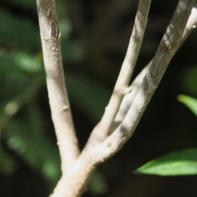Amorpha canescens Pursh (leadplant), bark
