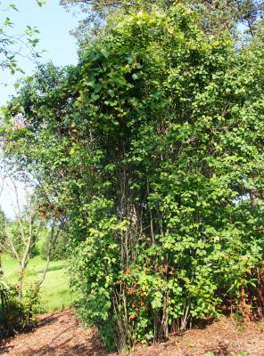 Amelanchier alnifolia Nutt. (Saskatoon serviceberry), form