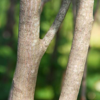 Amelanchier alnifolia Nutt. (Saskatoon serviceberry), bark