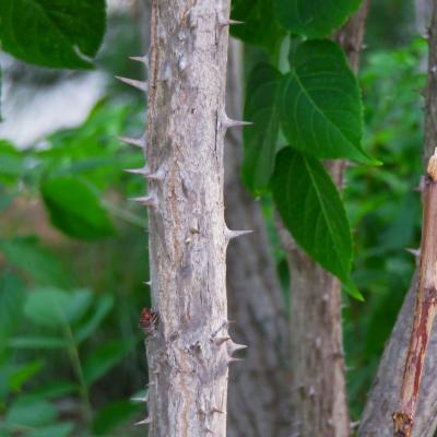 Aralia spinosa L. (devil’s walking stick), bark