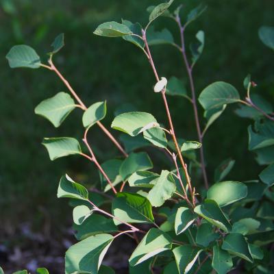 Amelanchier ovalis Medicus (garden serviceberry), leaves