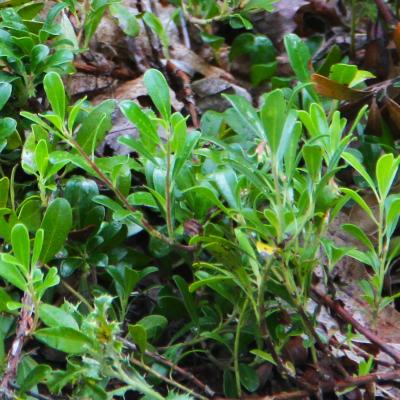 Arctostaphylos uva-ursi (L.) Spreng. (bearberry), leaves