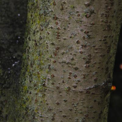 Alnus incana (L.) Moench. (European white alder), bark