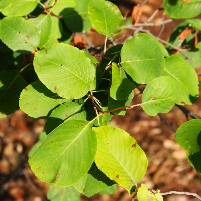 Amelanchier alnifolia Nutt. (Saskatoon serviceberry), leaves