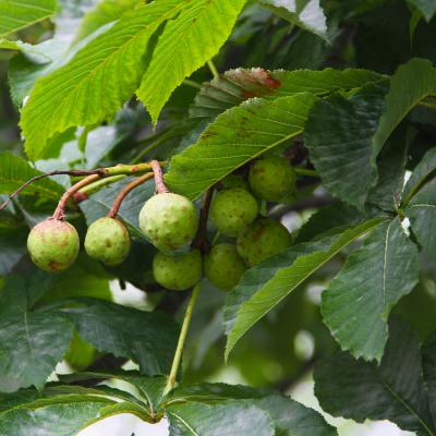Aesculus hippocastanum L. (horse-chestnut), fruit