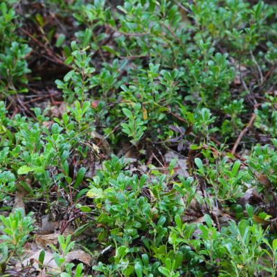 Arctostaphylos uva-ursi (L.) Spreng. (bearberry), form