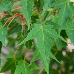 Acer maximowiczianum Miq. (Nikko maple), leaves