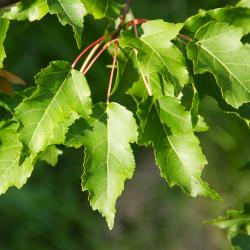Acer tataricum ssp. ginnala (Maxim.) Wesm., leaves