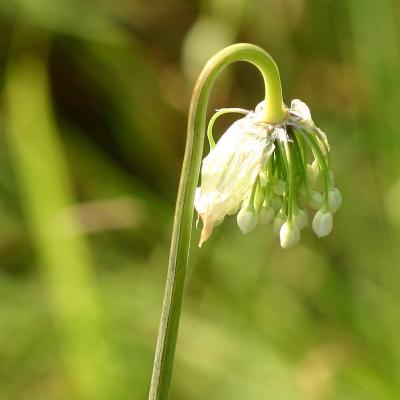 Allium cernuum Roth. (nodding wild onion), buds