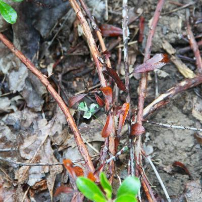 Arctostaphylos uva-ursi (L.) Spreng. (bearberry), bark