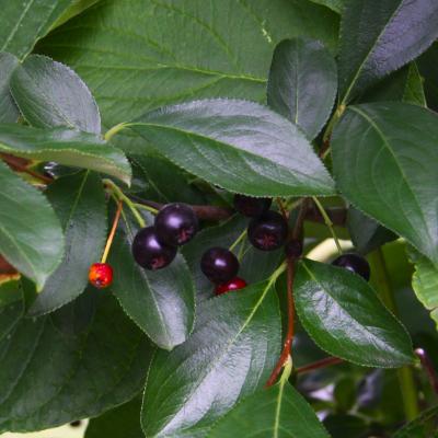 Aronia melanocarpa (Michx.) Elliott (black chokeberry), fruit