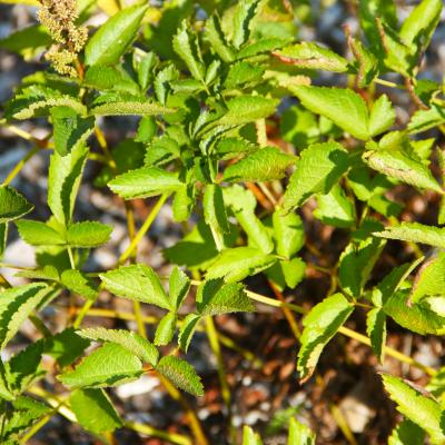 Astilbe chinensis (Maxim.) Franch. & Sav. (Chinese astilbe), leaves