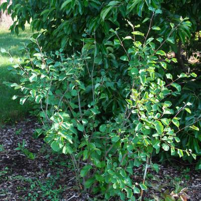 Amelanchier ovalis Medicus (garden serviceberry), form