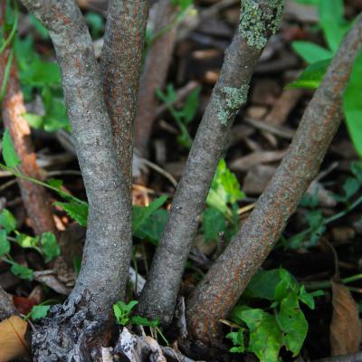 Amelanchier ovalis Medicus (garden serviceberry), bark