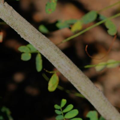 Amorpha fruticosa L. (indigo-bush), bark