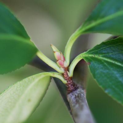 Aronia melanocarpa (Michx.) Elliott (black chokeberry), leaf, bud