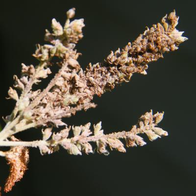 Amorpha canescens Pursh (leadplant), fruit