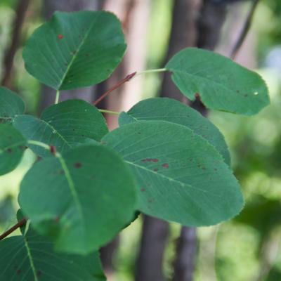 Amelanchier stolonifera Wiegand (running serviceberry), leaves