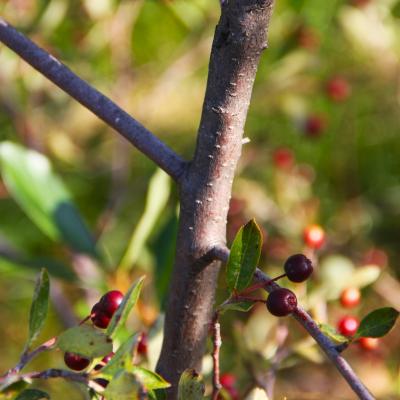 Aronia melanocarpa (Michx.) Elliott (black chokeberry), bark
