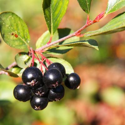 Aronia melanocarpa (Michx.) Elliott (black chokeberry), fruit