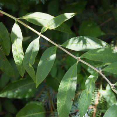 Buddleja davidii Franch. (butterfly bush), leaves