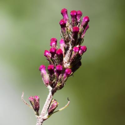 Buddleja davidii Franch. (butterfly bush), close-up of buds