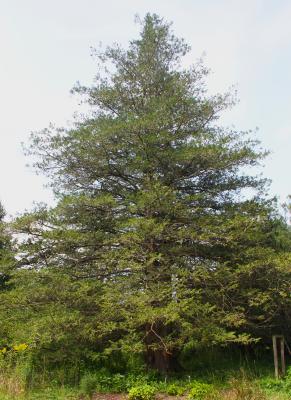 Chamaecyparis pisifera (Sieb. & Zucc.) Endl. (sawara-cypress), form