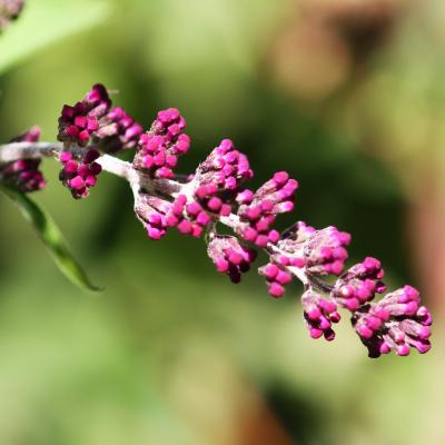 Buddleja davidii Franch. (butterfly bush), close-up of buds