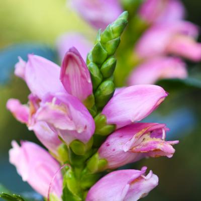 Chelone lyonii Pursh (pink turtlehead), close-up of flowers