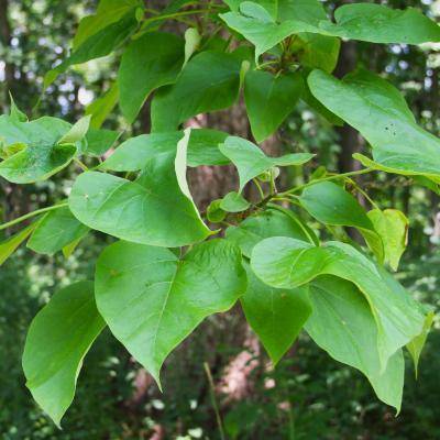 Catalpa speciosa Warder (northern catalpa), leaves