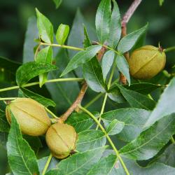 Carya ovalis (Wang.) Sarg. (pignut hickory), fruit