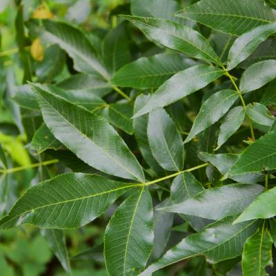 Carya ovalis (Wang.) Sarg. (pignut hickory), leaves