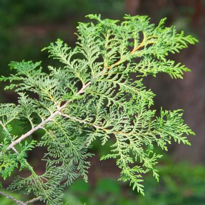 Chamaecyparis pisifera (Sieb. & Zucc.) Endl. (sawara-cypress), leaves