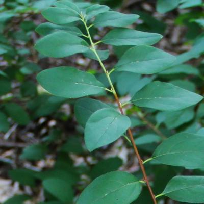 Cornus alba L. (Siberian dogwood), leaves