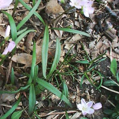 Claytonia virginica L. (spring beauty), leaves
