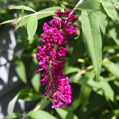 Buddleja davidii Franch. (butterfly bush), flower