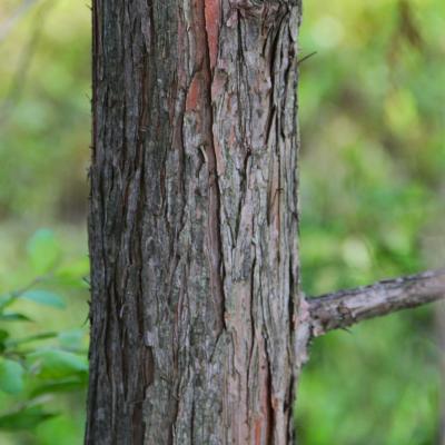 Chamaecyparis obtusa (Sieb. & Zucc.) Endl. (Hinoki-cypress), bark