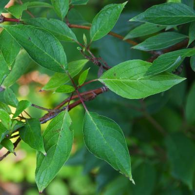 Cornus alba L. (Siberian dogwood), leaves