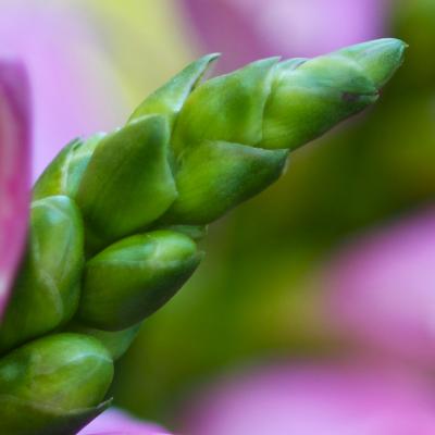 Chelone lyonii Pursh (pink turtlehead), close-up of buds