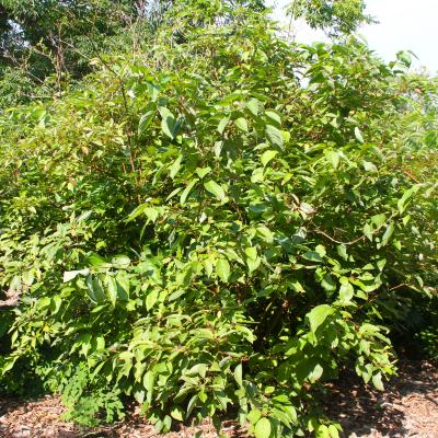 Cornus alba L. (Siberian dogwood), form