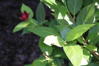 Calycanthus 'Aphrodite' (Aphrodite sweetshrub), leaves