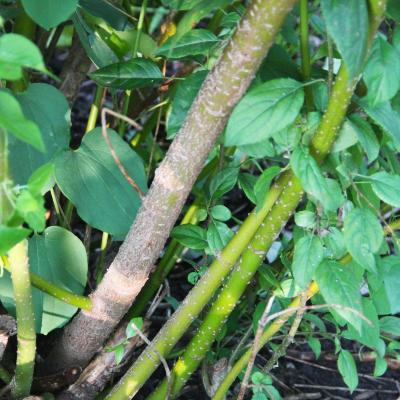 Cornus alba L. (Siberian dogwood), bark