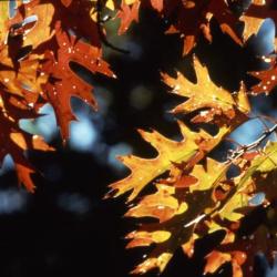 Quercus (oak), fall leaves